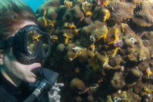 diver with Reef, Veracruz Mexico by Alejandro Topete 